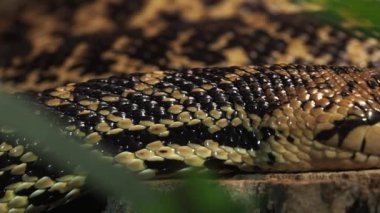 Cape Cobra, Naja nivea zehirli bir yılandır.