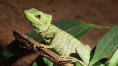 Doğu Casquehead iguana (Laemanctus longipes)