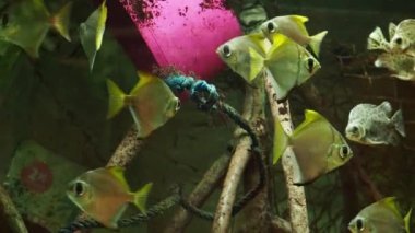 Balık ile Plastik şişe, okyanusta yüzen kirlilik.