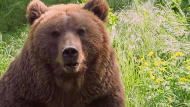 Cabeça Urso Kamchatka Ursus Arctos Beringianus — Vídeo de Stock