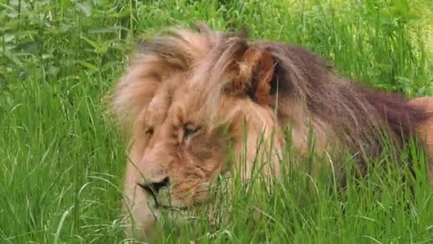 カタンガライオンまたは南西アフリカライオン PantheraレオBleyenberghi 緑の中のアフリカのライオンの肖像 — ストック動画