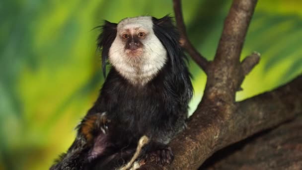 热带猴子白头软体动物 Callithrix Geoffroyi — 图库视频影像