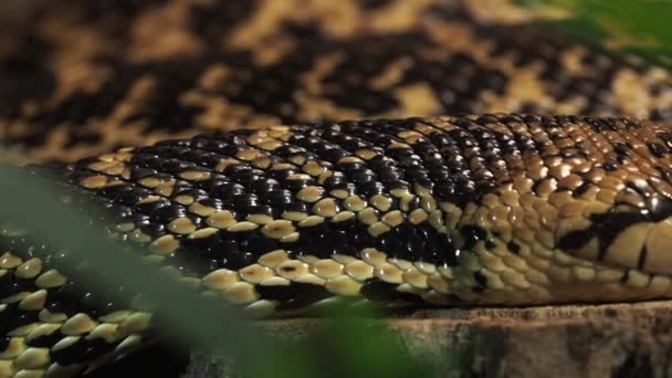 Capo Cobra Naja Nivea Serpente Velenoso — Video Stock