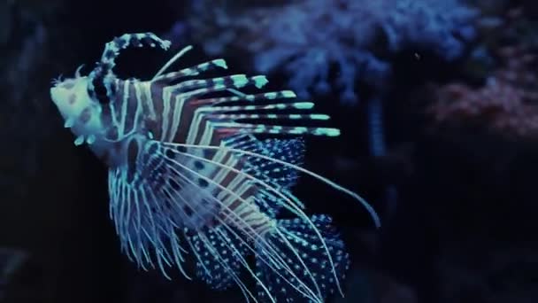 Zebra Lionfish Peixe Leão Vermelho Aquário Mar — Vídeo de Stock