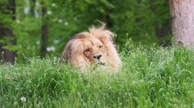 Katanga Aslanı veya Güneybatı Afrika Aslanı, Panthera leo bleyenberghi. Afrika aslanı çimlerde.