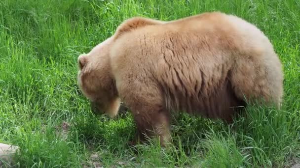 Kamcsatka Medve Fűben Ursus Arctos Beringianus — Stock videók