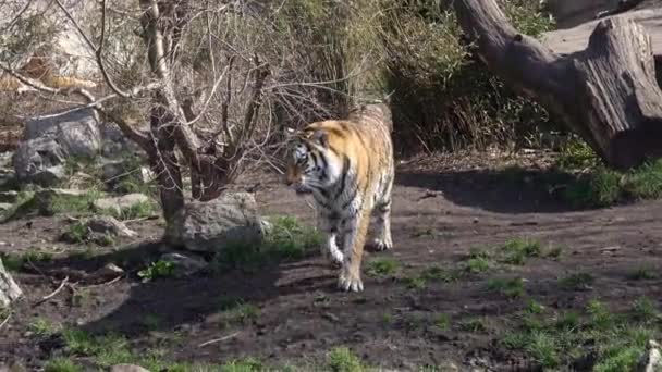 Siberian Tiger Slapping Its Paw Water — Stock Video
