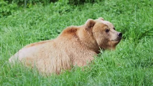 カンチャツカは草の中で熊 ウルスはBeringianus — ストック動画