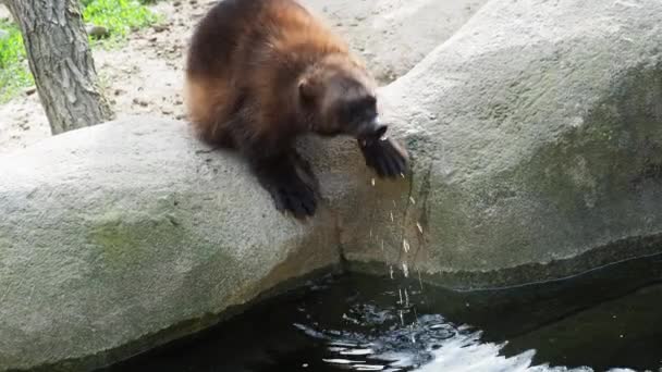 Wolverine Drinks Water Gulo Gulo — Stock Video