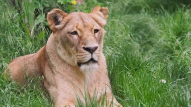 Katanga Aslanı veya Güneybatı Afrika Aslanı, Panthera leo bleyenberghi. Çimlerde dişi aslan..