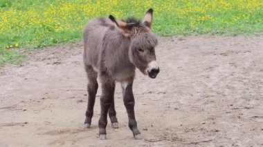 Çayırda küçük bir eşek