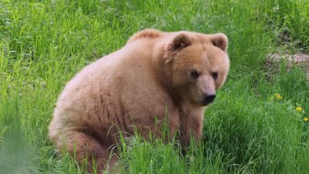 Καμτσάτκα Αρκούδα Στο Γρασίδι Ursus Arctos Beringianus — Αρχείο Βίντεο