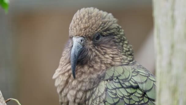 Kea Nestor Notabilis是来自新西兰的鹦鹉 — 图库视频影像