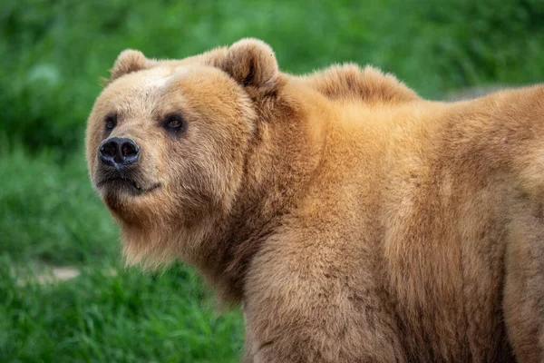 カンチャツカは草の中で熊 ウルスはBeringianus — ストック写真