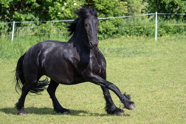 Frisiska Hästen Springer Ängen — Stockfoto