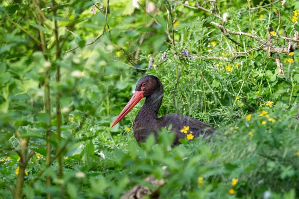 Black Stork Ciconia Nigra Grass — Stock Photo, Image