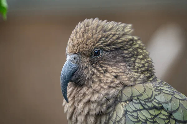 Kea Nestor Notabilis是来自新西兰的鹦鹉 — 图库照片