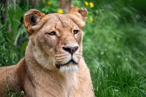 Katanga Oroszlán Vagy Délnyugat Afrikai Oroszlán Panthera Leo Bleyenberghi Oroszlán — Stock Fotó