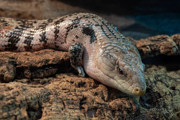 Venomous Bush Viper Atheris Squamigera Tree Stock Photo by ©xtrekx 568641852