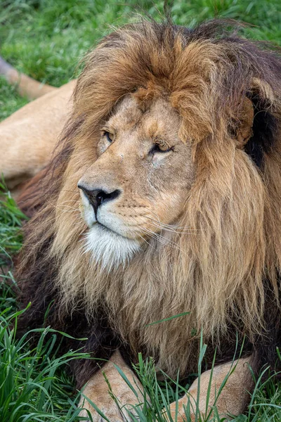 Lion Africain Sur Herbe Verte Images De Stock Libres De Droits