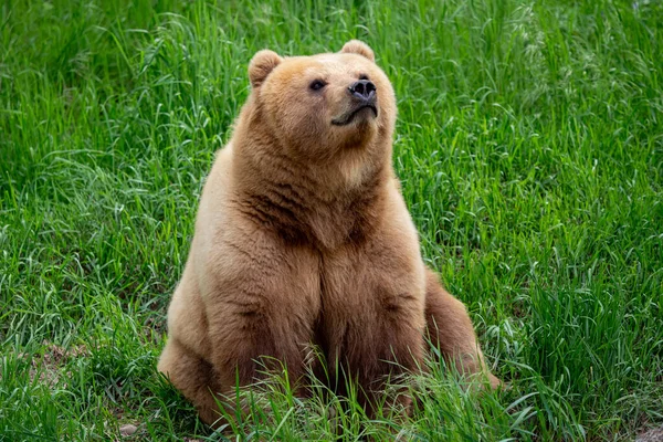 Καμτσάτκα Αρκούδα Στο Γρασίδι Ursus Arctos Beringianus Φωτογραφία Αρχείου
