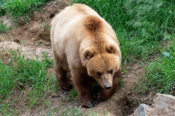 Καμτσάτκα Αρκούδα Ursus Arctos Beringianus Εικόνα Αρχείου
