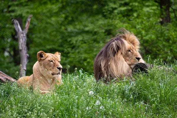 加丹加狮子或西南非洲狮子 潘瑟拉狮子座Bleyenberghi 草丛中的非洲狮子 图库图片