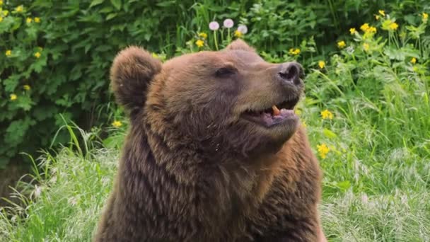 カムチャツカ熊の頭 Ursus Arctos Beringianus — ストック動画