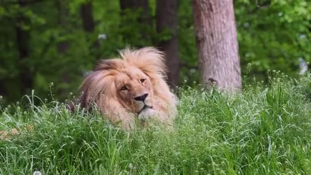 Katanga Lion Nebo Jihoafrický Lev Panthera Leo Bleyenberghi Africký Lev — Stock video