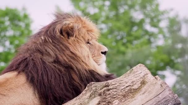 León Tronco Panthera Leo — Vídeos de Stock