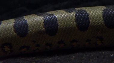 Yeşil anakonda (Eunectes murinus). Büyük anakonda su altında.