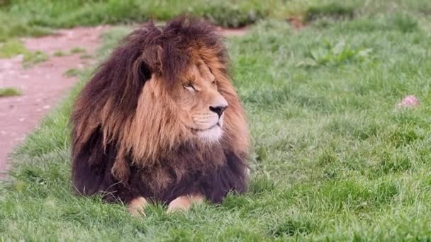 León Sobre Hierba Panthera Leo — Vídeos de Stock