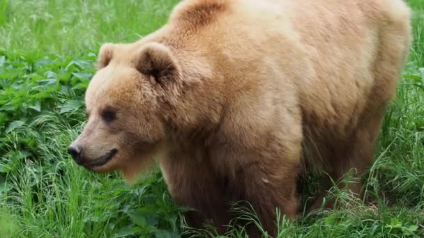 Medvěd Kamčatka Trávě Ursus Arctos Beringianus — Stock video