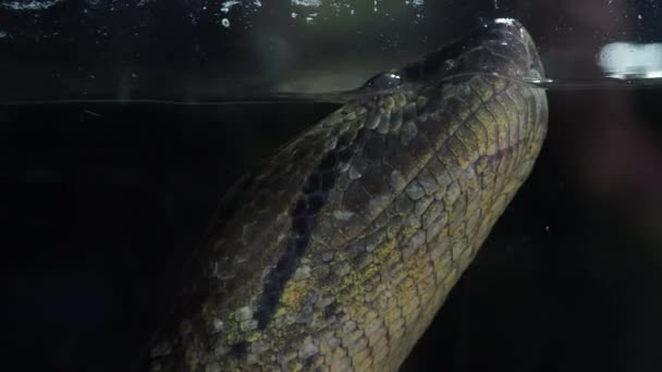 Green Anaconda Eunectes Murinus Big Anaconda Underwater — Stock Video