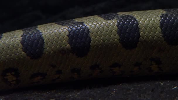 Groene Anaconda Eunectes Murinus Grote Anaconda Onder Water — Stockvideo