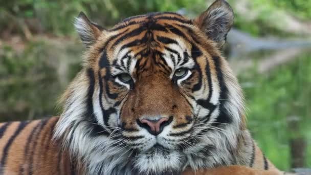 苏门答腊虎的正面视图 苏门答腊虎 Panthera Tigris Sumatrae 的肖像 — 图库视频影像