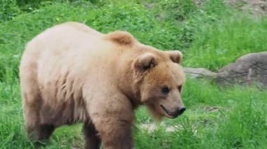 Otların arasında Kamçatka ayısı (Ursus arctos beringianus)