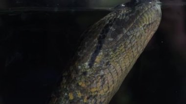Yeşil anakonda (Eunectes murinus). Büyük anakonda su altında.