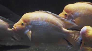 Midas Cichlid, egzotik akvaryumdaki tropikal balıklar. Amphilophus citrinellus balığı manzarası