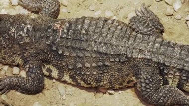 Siyam timsahı, Timsah siamensis taşların üzerinde dinleniyor.