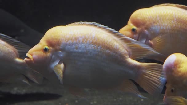 Мидас Цихлид Тропические Рыбы Экзотическом Аквариуме Вид Amphilophus Citrinellus — стоковое видео