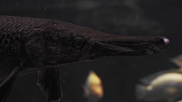 アリゲーターガー 暗い水の中のアトラクトステウスススパチュラ — ストック動画