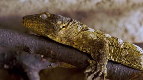 Gargoyle Gecko Nieuw Caledonische Hobbelige Gekko Rhacodactylus Auriculatus — Stockvideo
