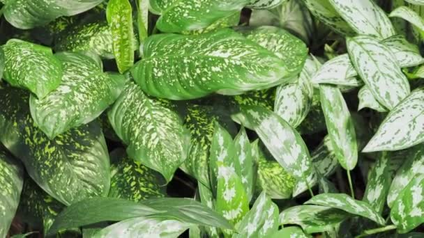 Dieffenbachia Seguine Plante Tropiske Blade Junglen – Stock-video