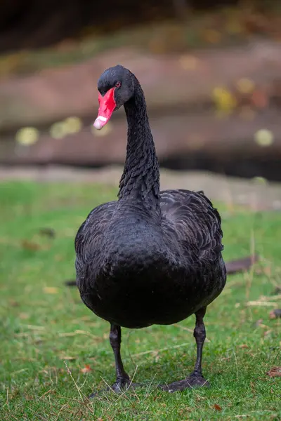 Black Swan Grass Stock Photo