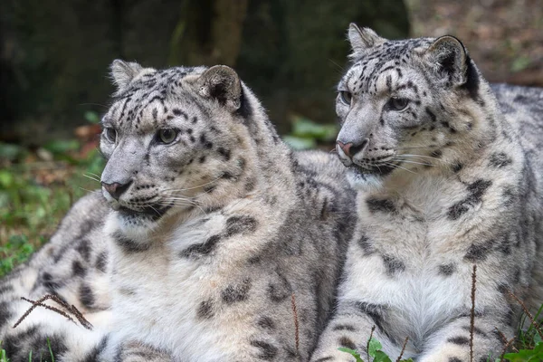 Pár Sněžných Leopardů Panthera Uncia Stock Obrázky