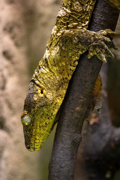 Gargoyle Gecko Nieuw Caledonische Hobbelige Gekko Rhacodactylus Auriculatus Rechtenvrije Stockfoto's