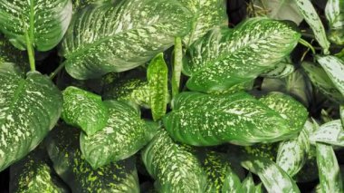 Dieffenbachia seguine bitkisi, ormandaki tropikal yapraklar