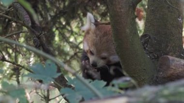 Ağaçta kırmızı panda, Ailurus fulgens