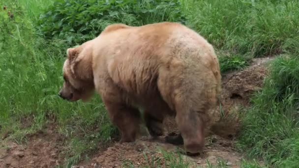 Niedźwiedź Kamczacki Trawie Ursus Arctos Beringianus — Wideo stockowe
